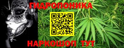 шишки Канаш